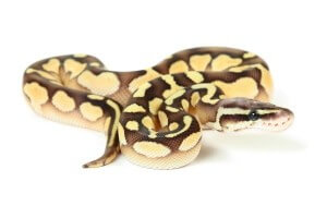 Python regius, pastel lesser